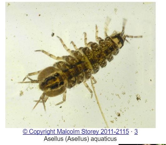 Collembola: Hypogastruridae o Poduridae